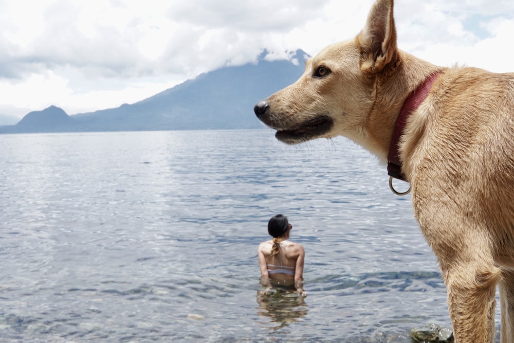 brown short coated dog on water during daytime