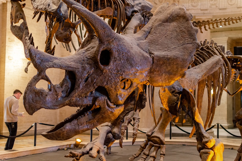 brown animal skull on white surface