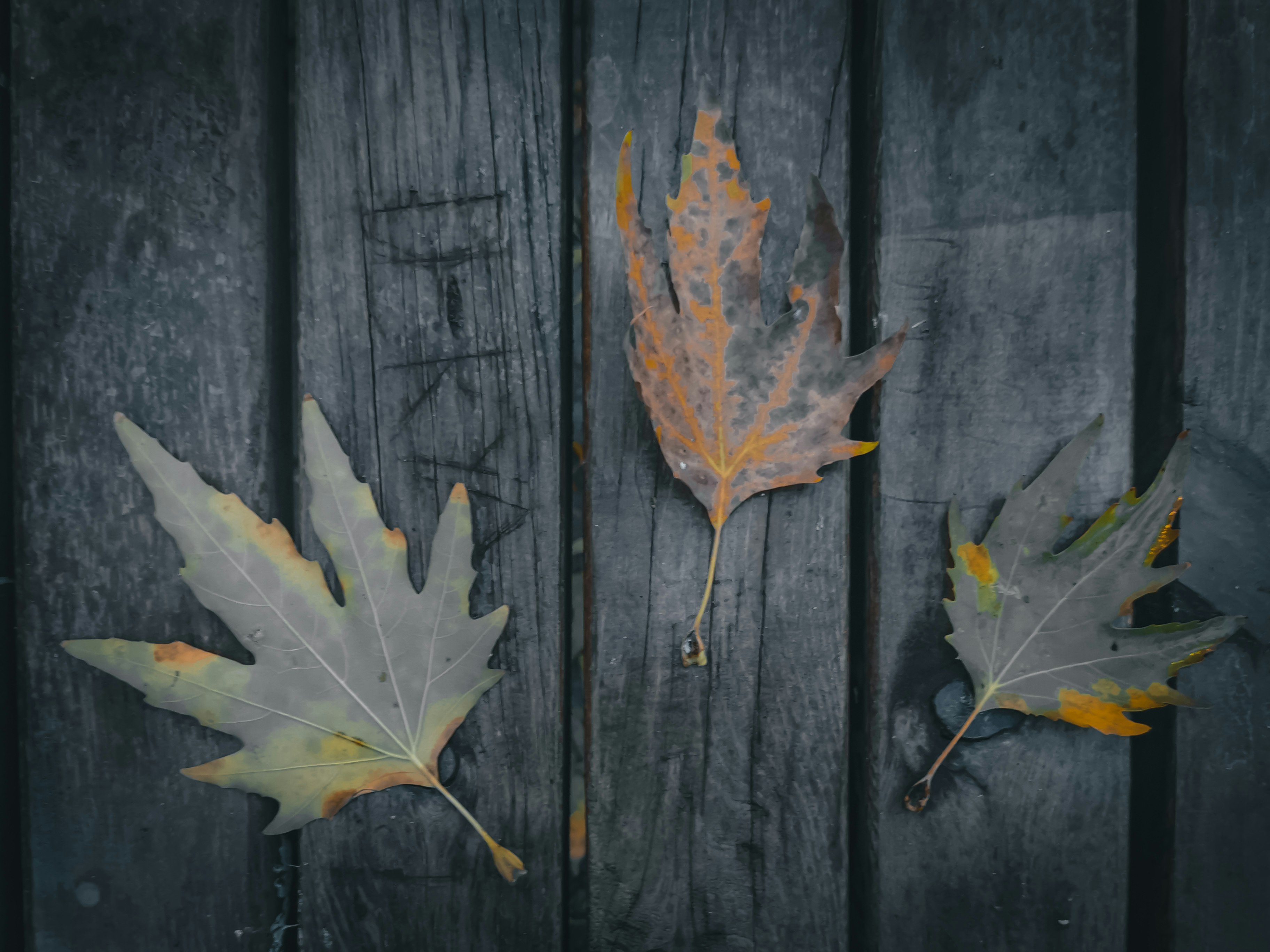 brown maple leaf on wooden surface