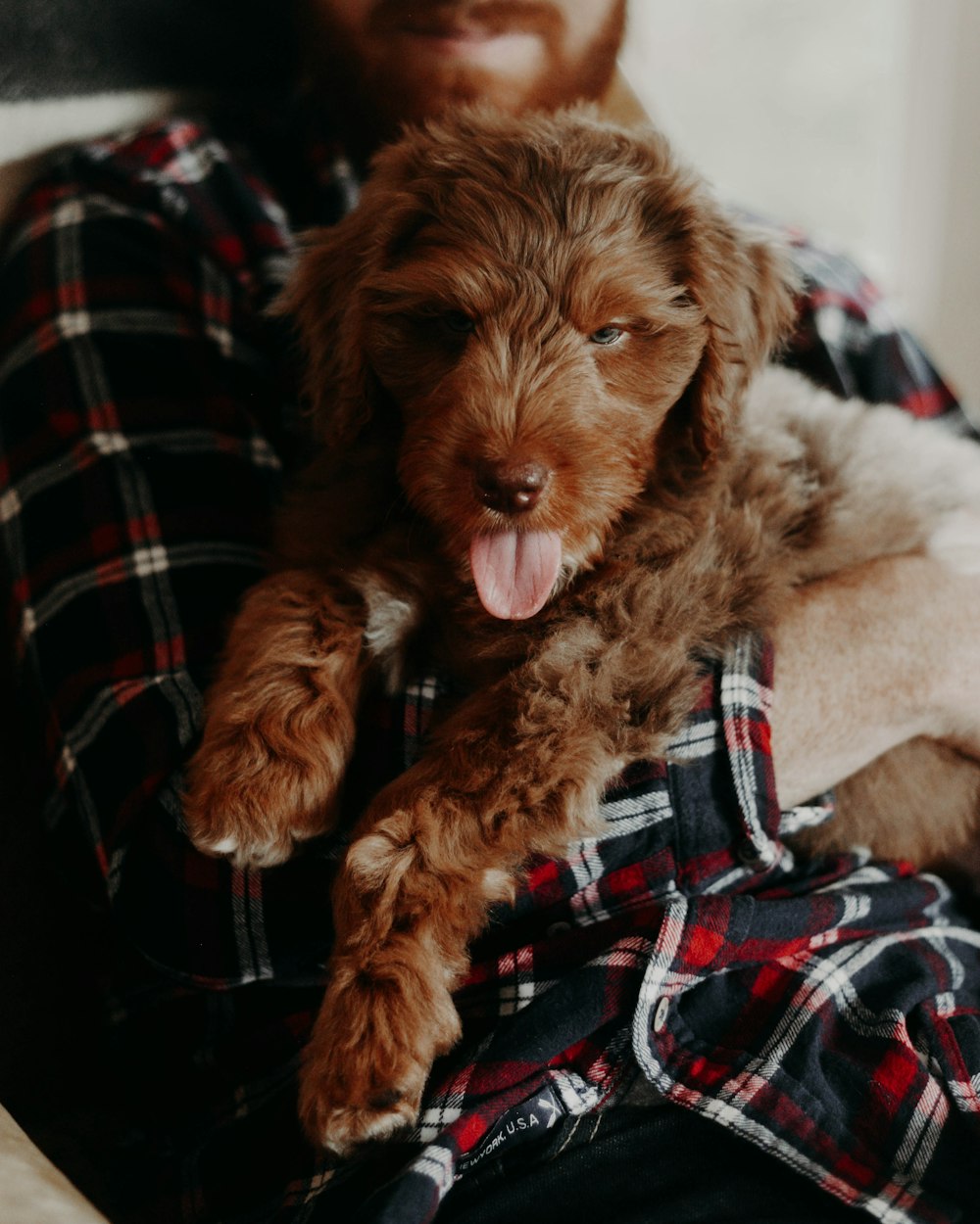 brown long coated small dog on black and red plaid textile