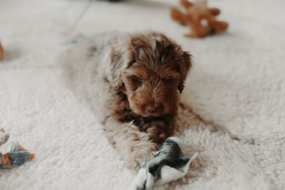 A playful puppy resting comfortably on a calming pet bed surrounded by plush toys.