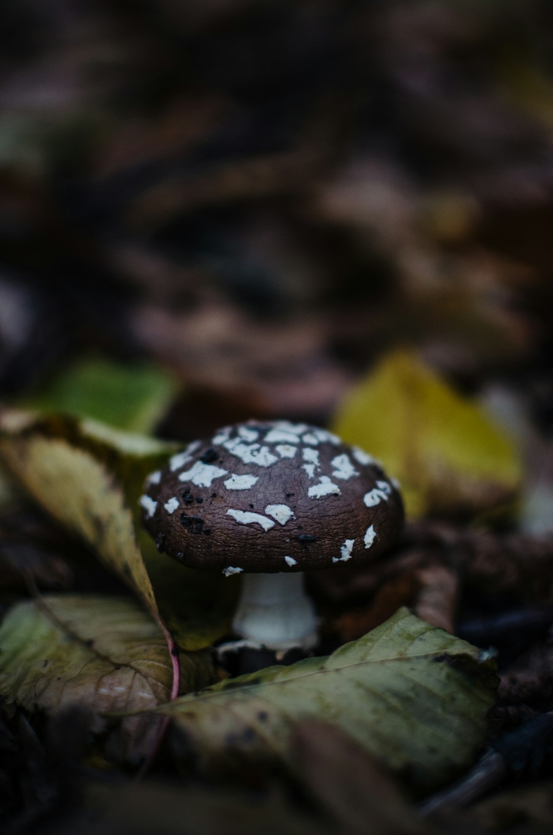 white and black mushroom in tilt shift lens