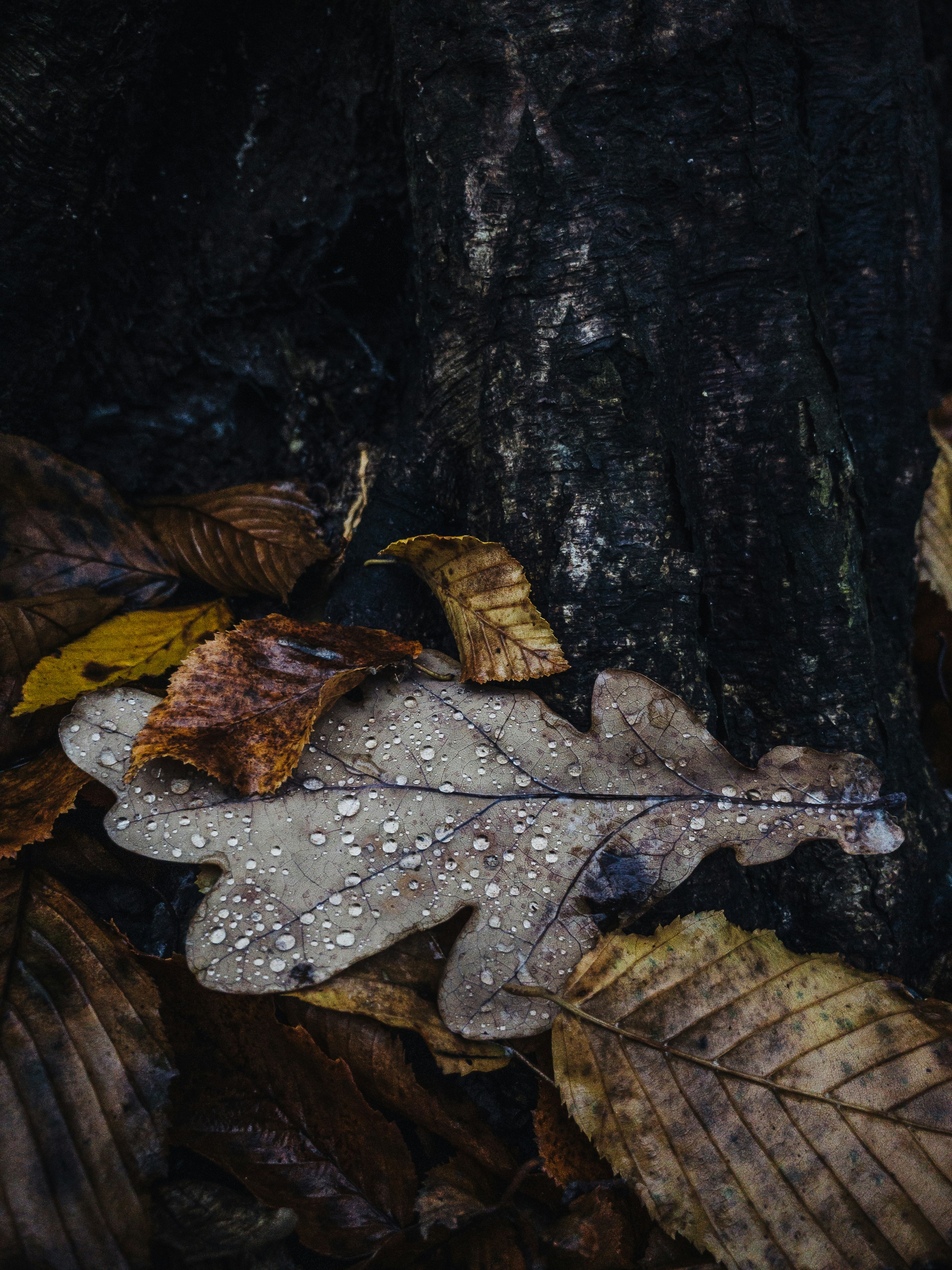 Photo by lebedych
