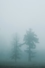 green trees on foggy weather