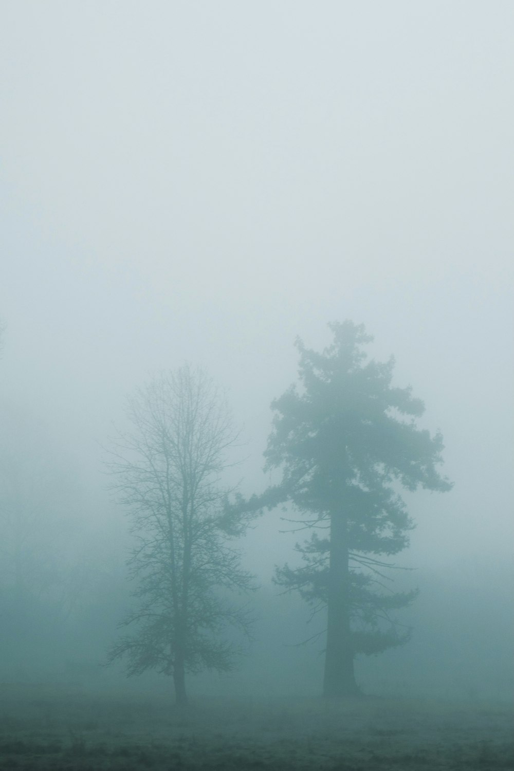 green trees on foggy weather