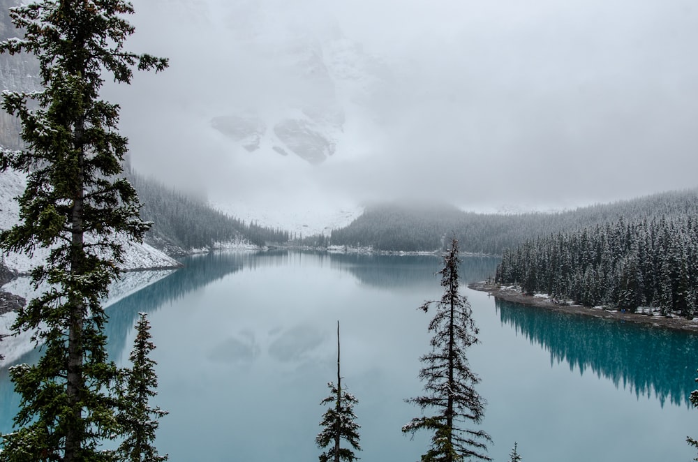 green trees near lake under white clouds