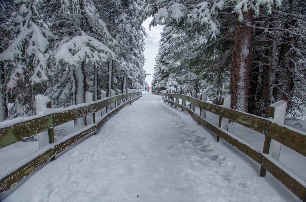 snow covered pathway between trees during daytime