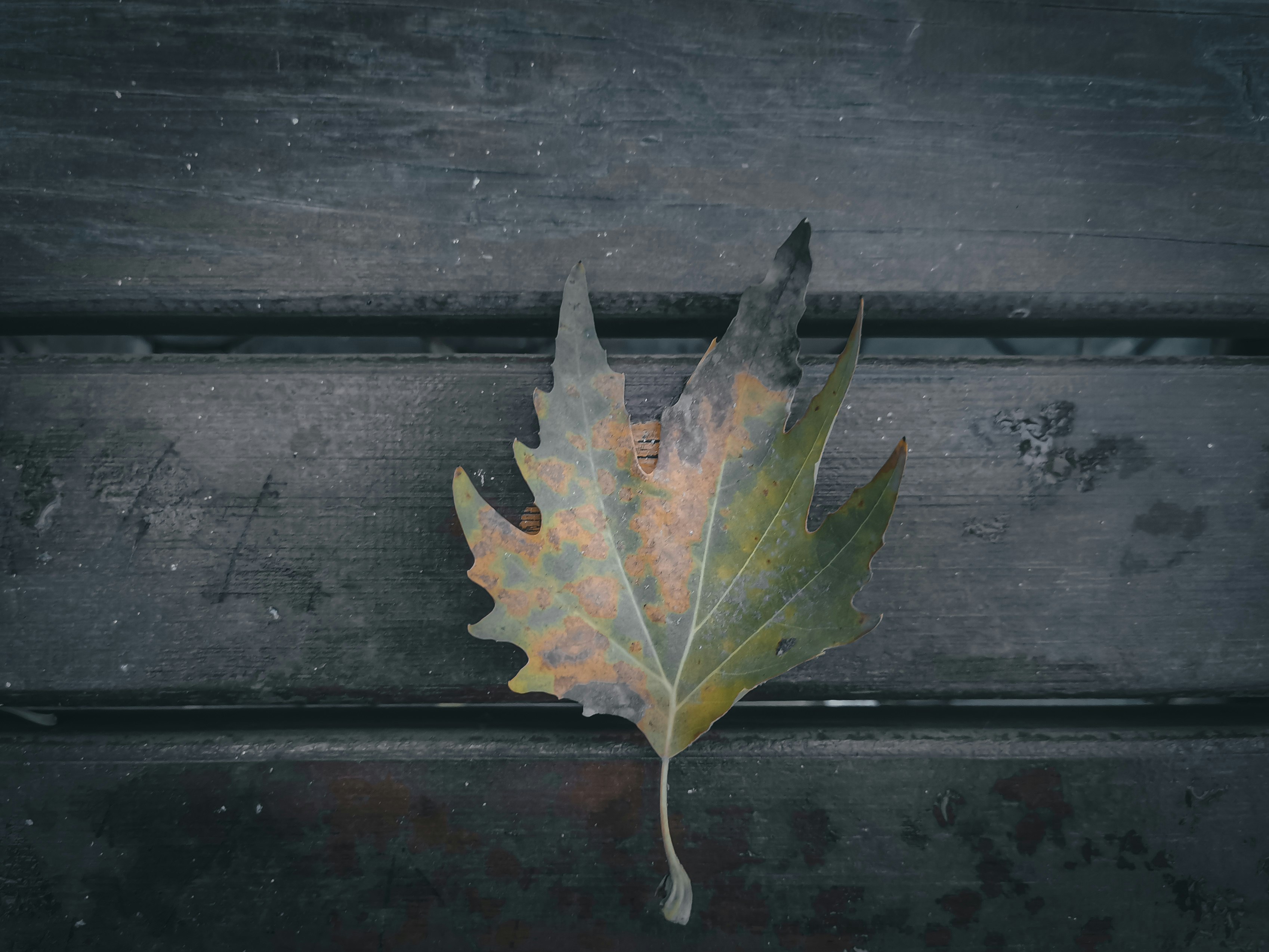 green maple leaf on brown wooden surface