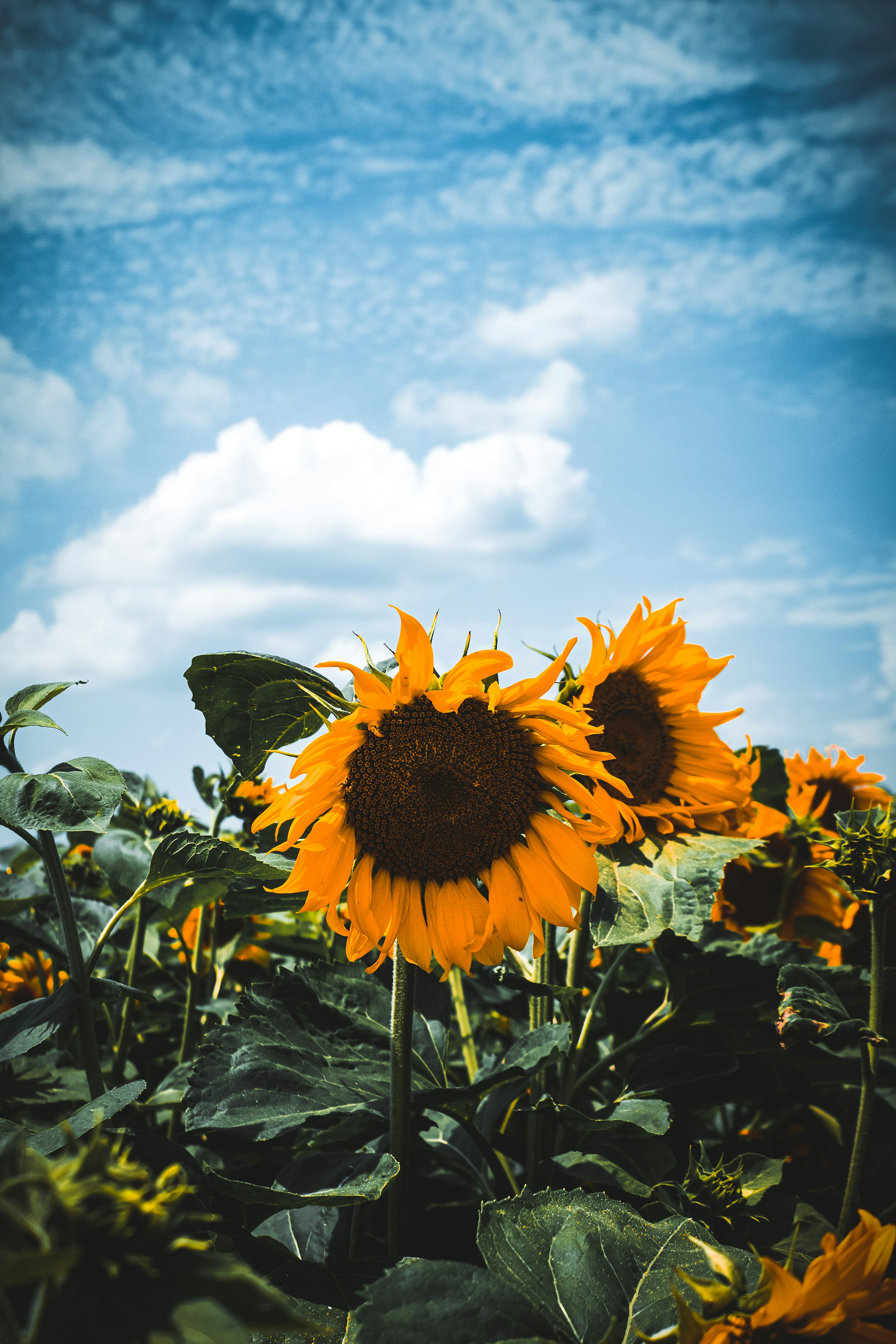 Sunflower field under blue sky during daytime photo Free Romania