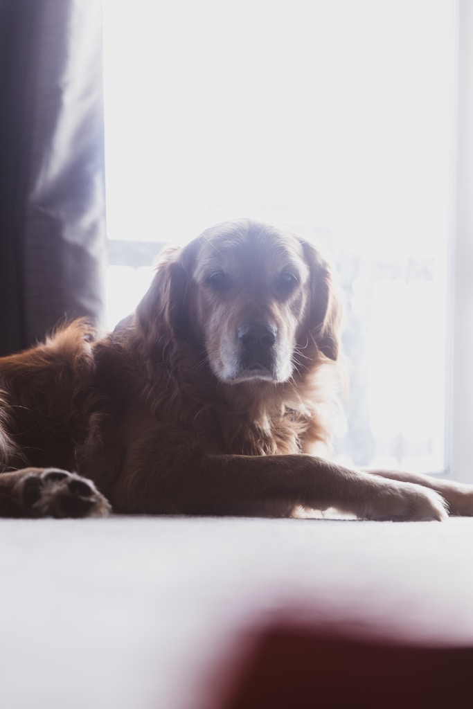 Mindful Retriever Journal