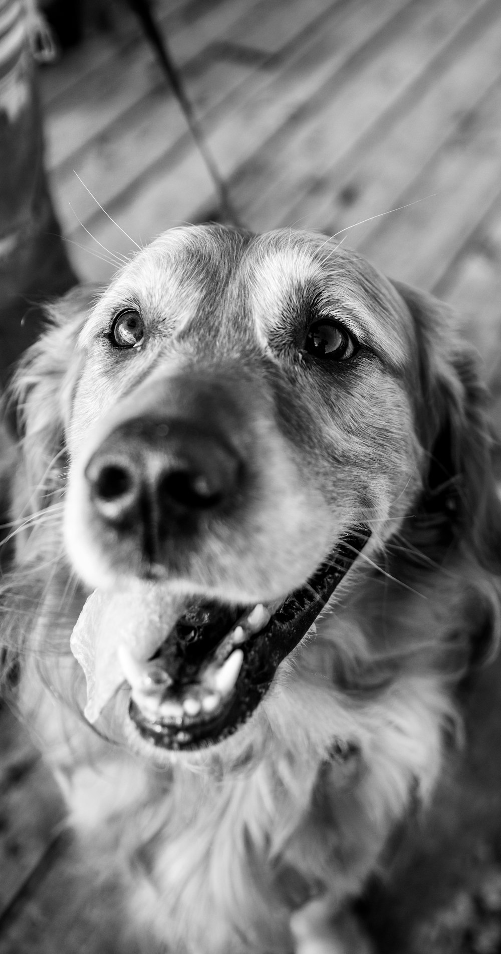 grayscale photo of golden retriever