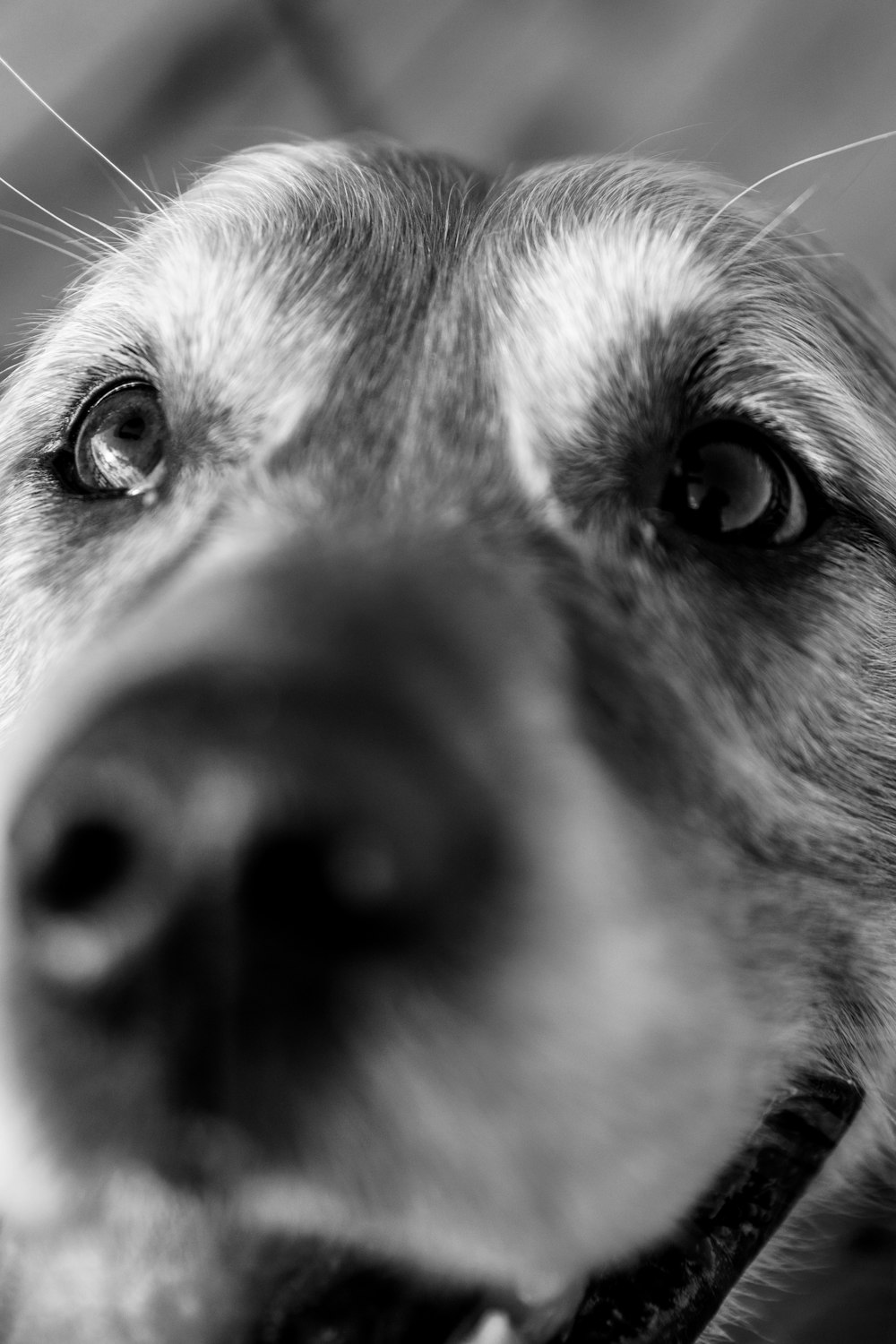 grayscale photo of dogs eye