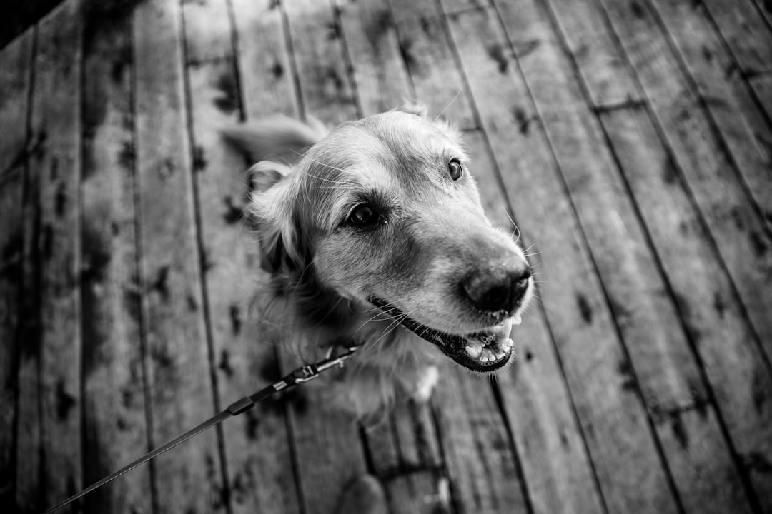 grayscale photo of dog on wooden floor