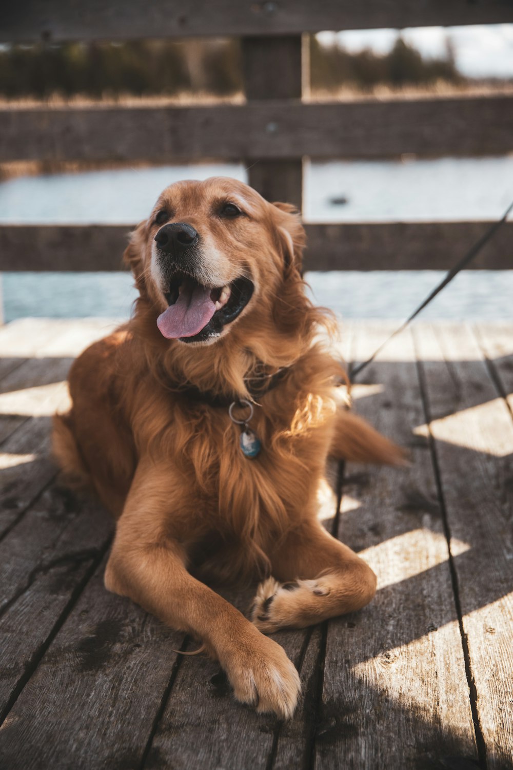 golden retriever lying on the ground