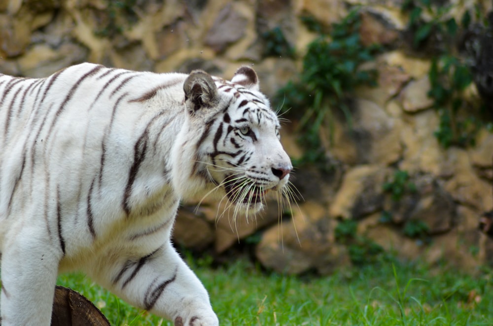 tigre blanc et noir sur l’herbe verte pendant la journée