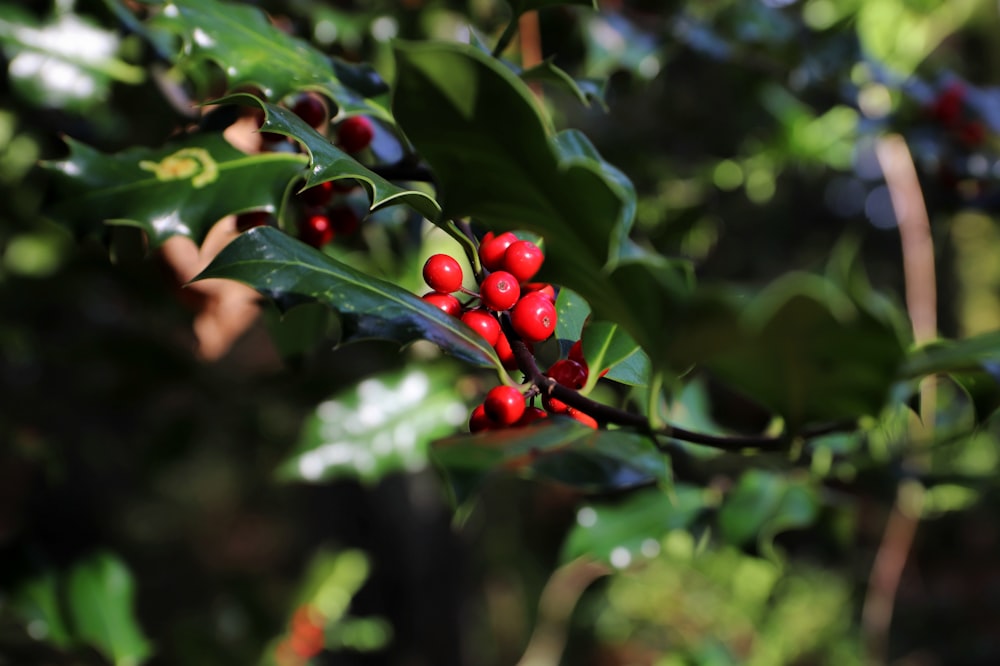 red round fruits on green leaves during daytime