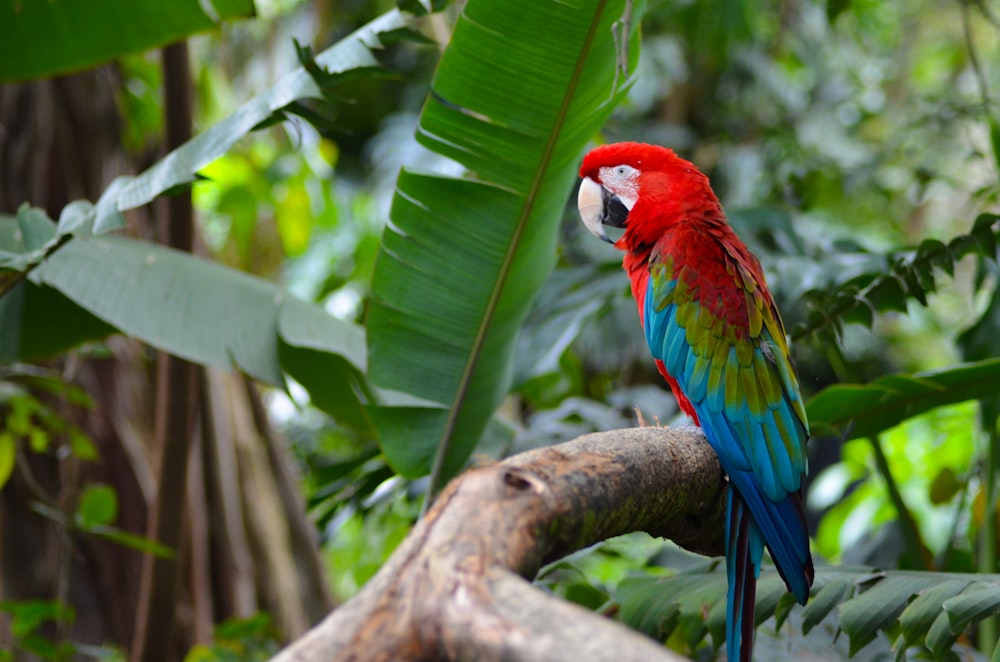 papagaio vermelho verde e azul no galho marrom da árvore durante o dia