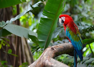 red green and blue parrot on brown tree branch during daytime