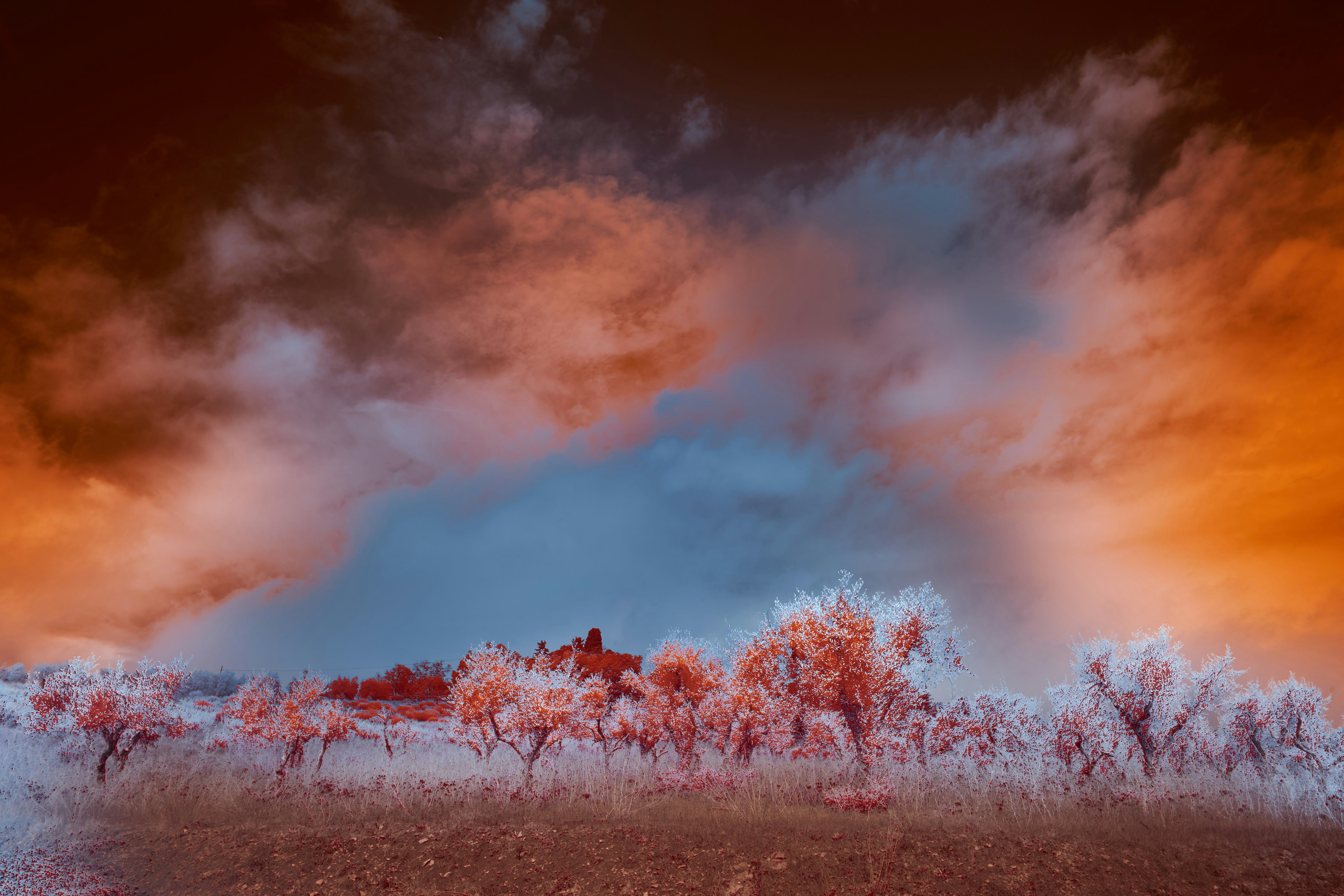 Pink flower field under cloudy sky during daytime