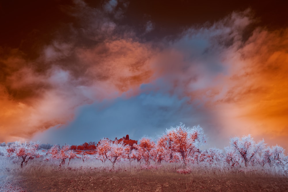 pink flower field under cloudy sky during daytime