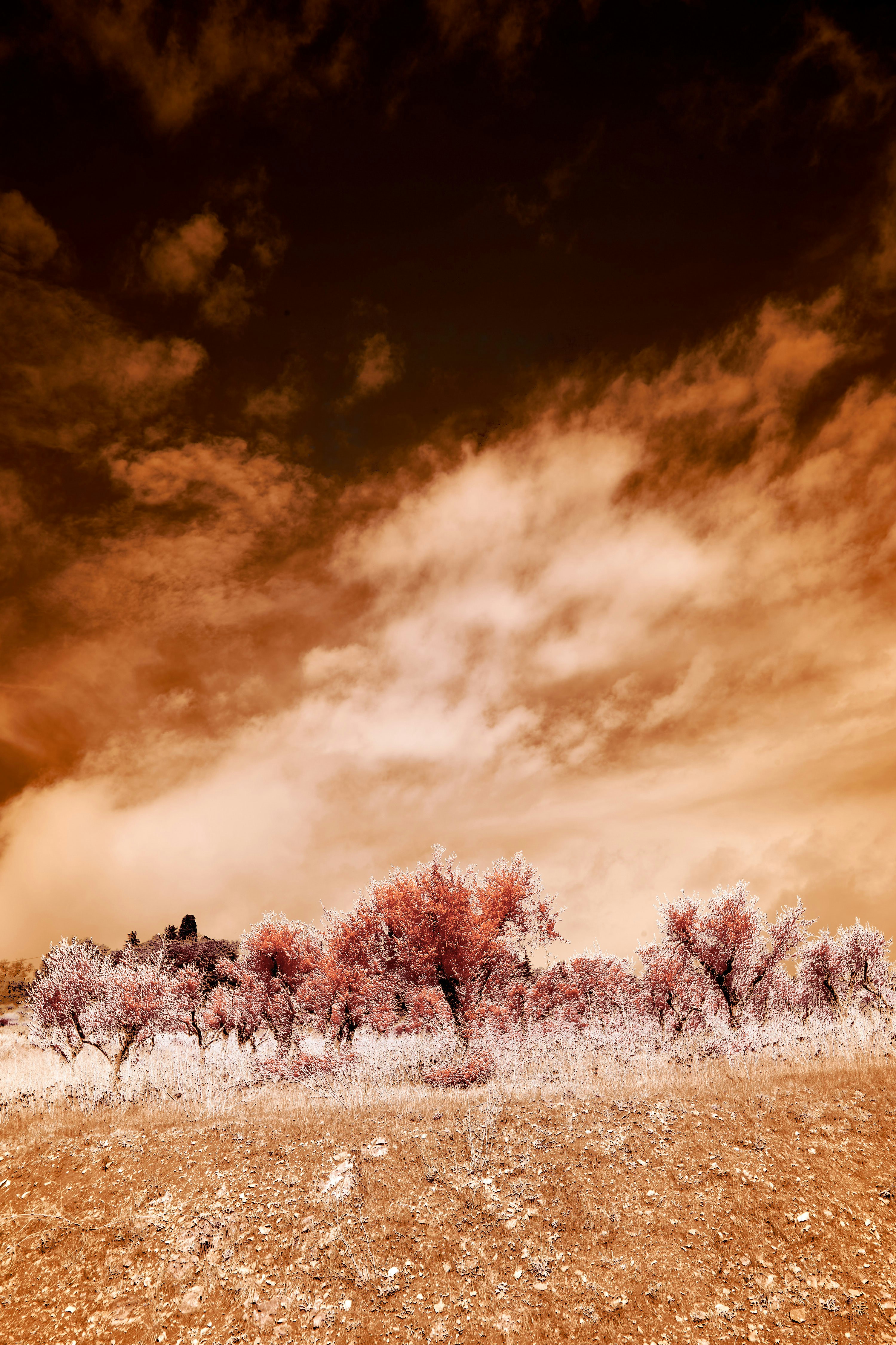 Photo by wolfgang_hasselmann