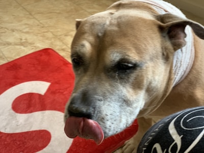 A happy dog wearing a bandage after surgery, surrounded by caring staff.