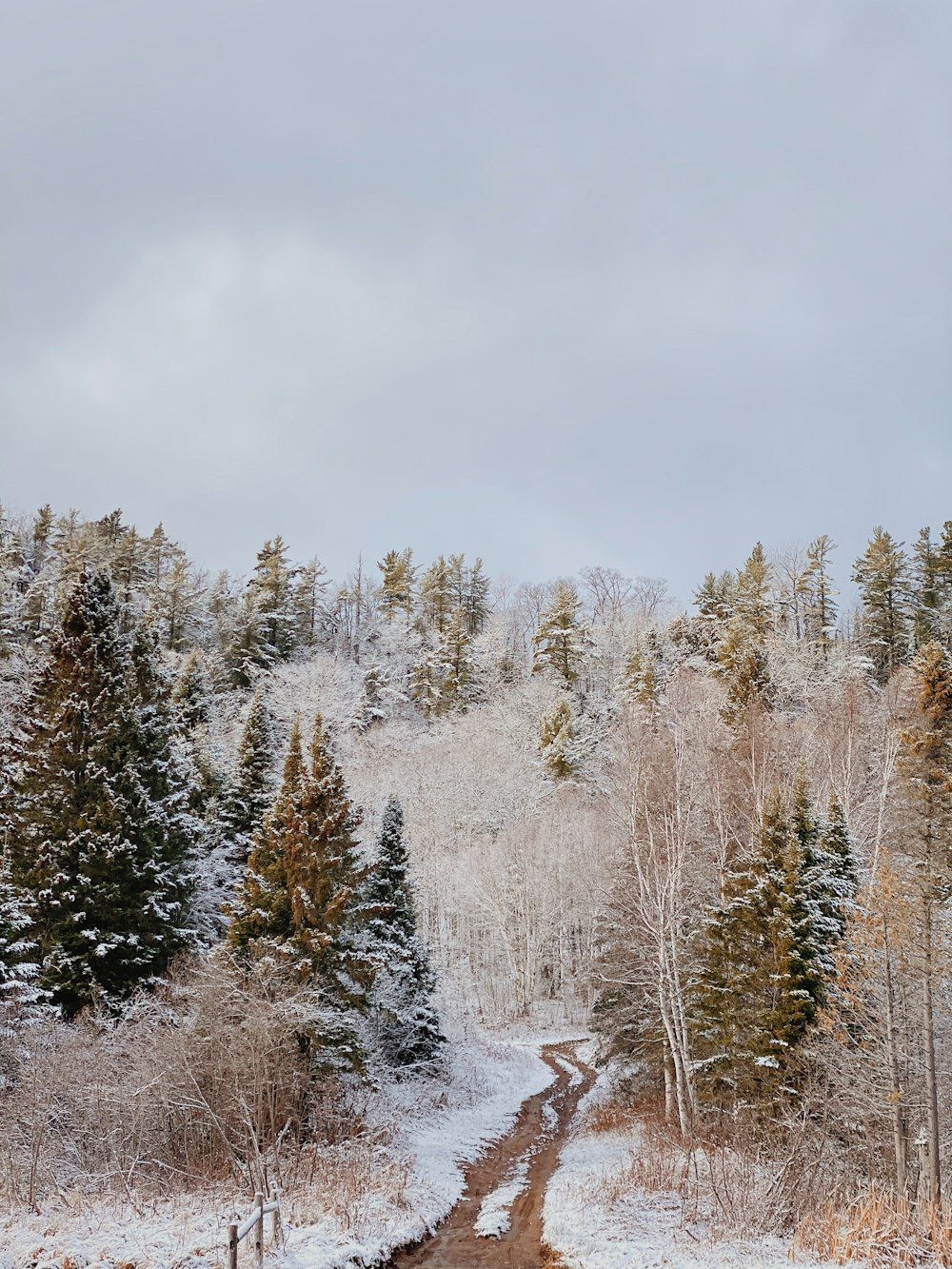 snow covered trees under cloudy sky during daytime