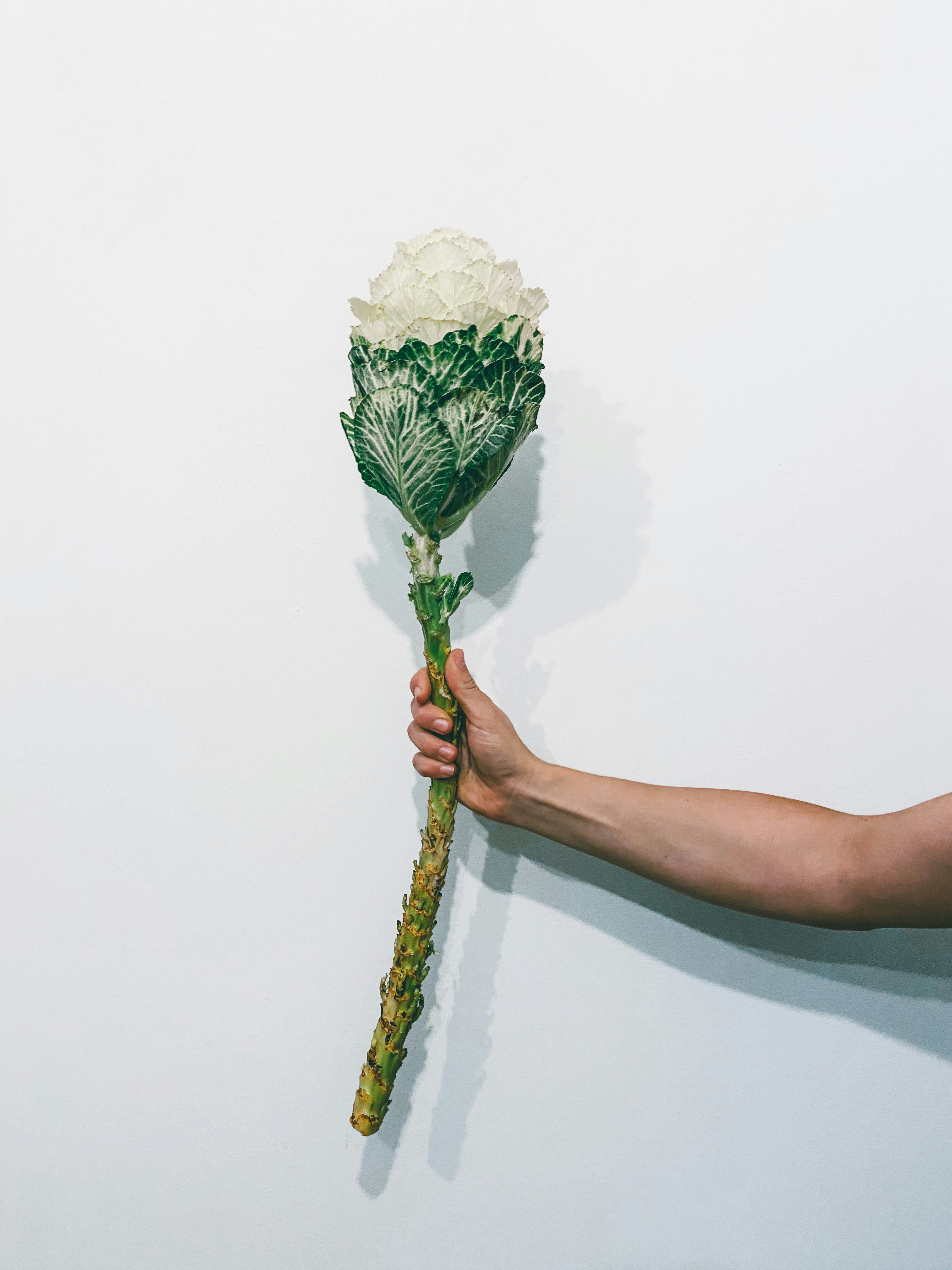 person holding white and green bouquet