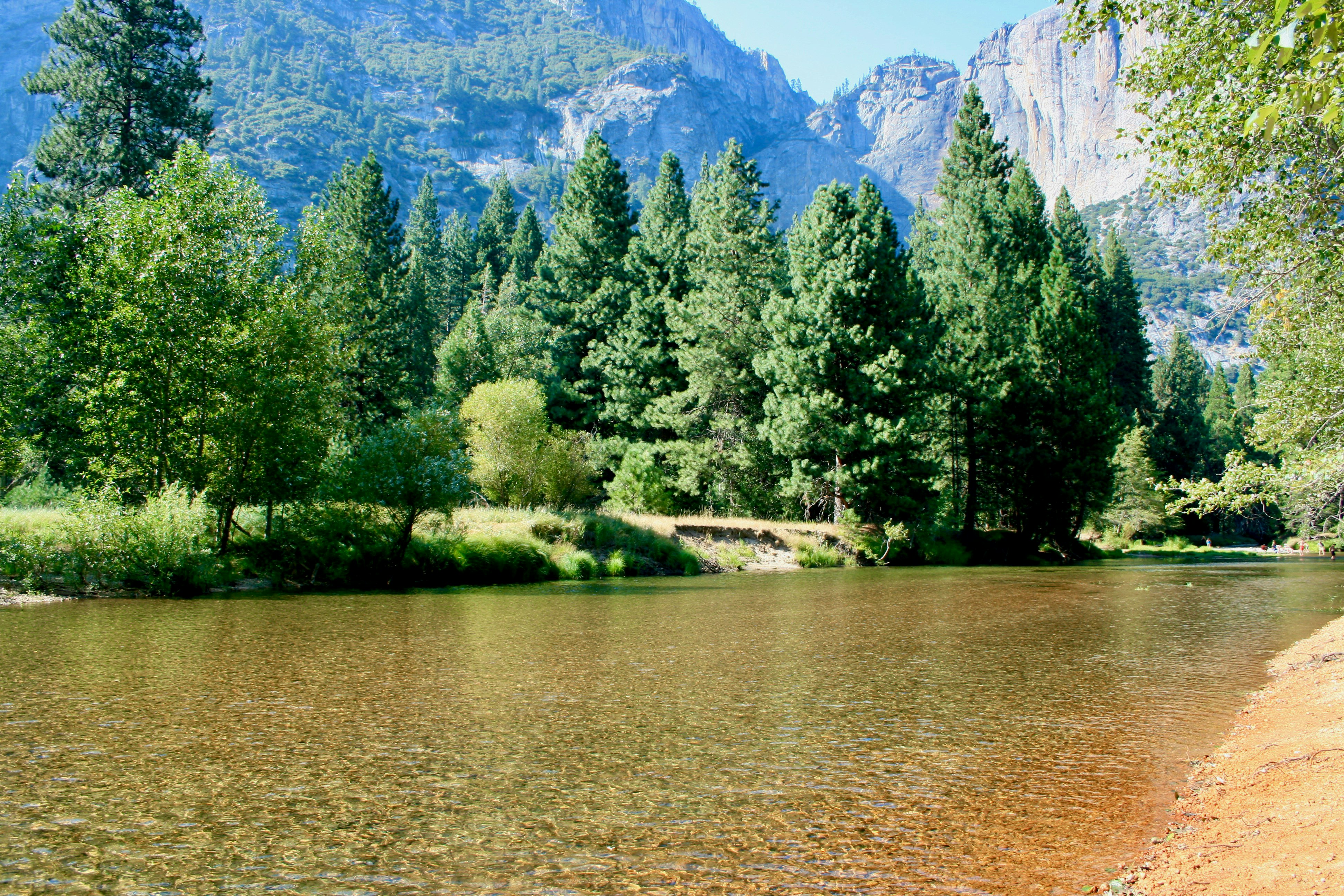 green trees near lake and mountain during daytime