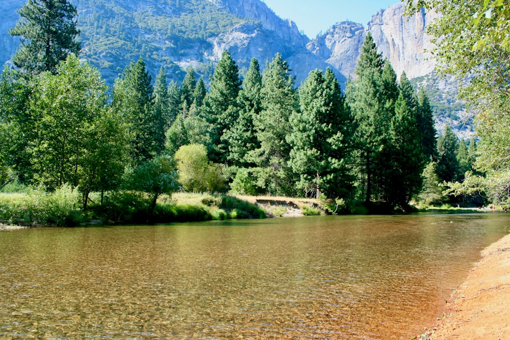 Grüne Bäume in der Nähe von See und Berg tagsüber