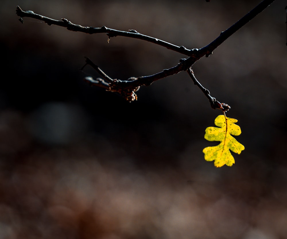 yellow maple leaf on brown branch