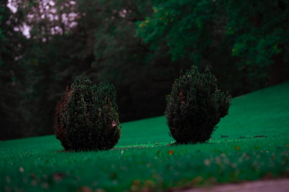 Two small, rounded bushes with dark green foliage sit on a vibrant green lawn. In the background, a dense array of trees creates a deep, shadowy backdrop.