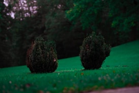 Two small, rounded bushes with dark green foliage sit on a vibrant green lawn. In the background, a dense array of trees creates a deep, shadowy backdrop.