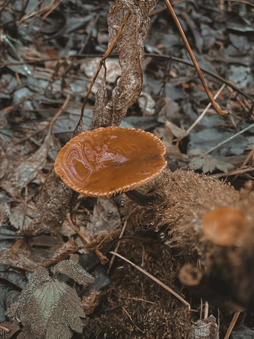 brown and white mushroom on brown dried leaves