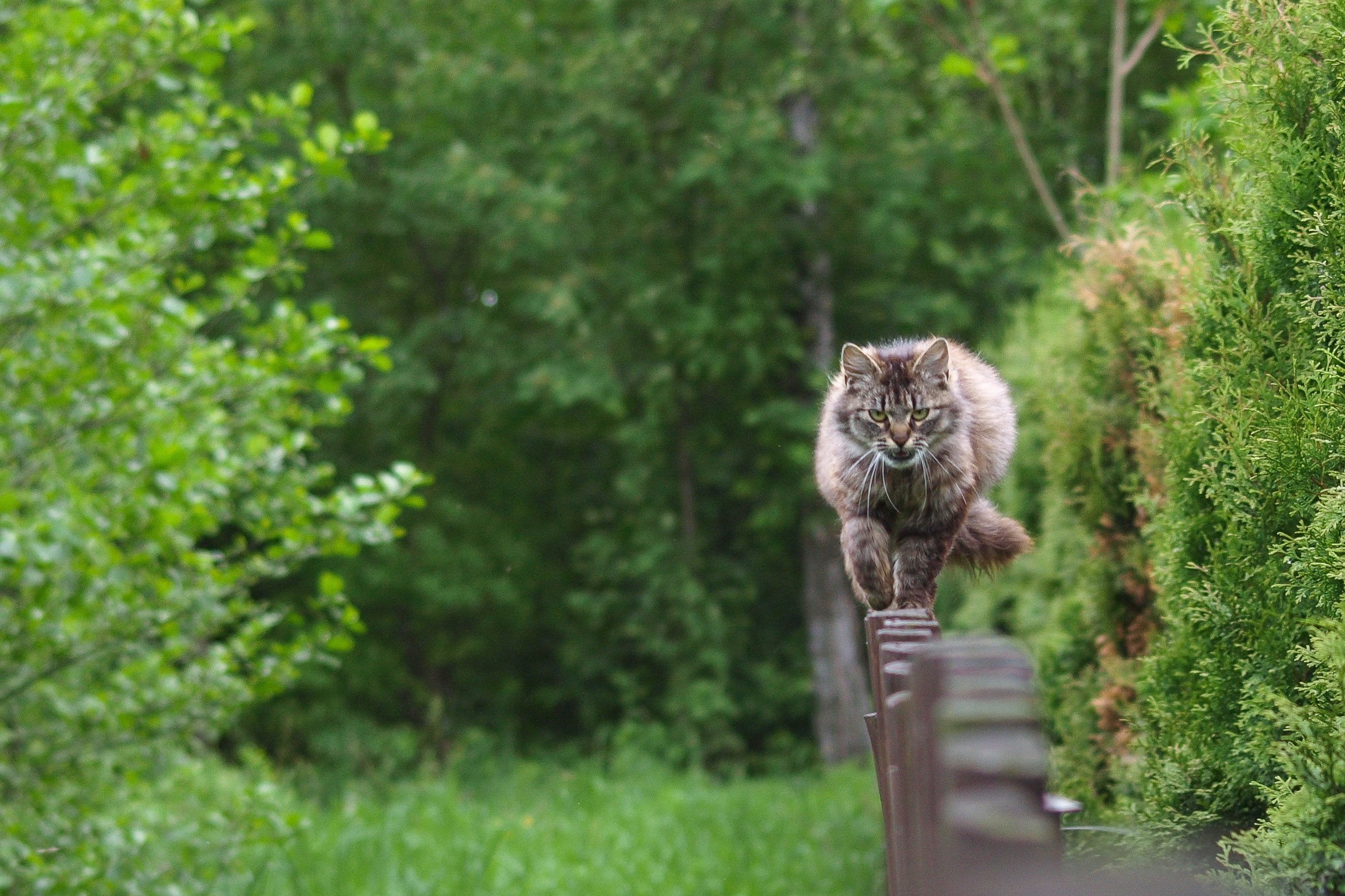 brown long fur cat on brown wooden fence during daytime
