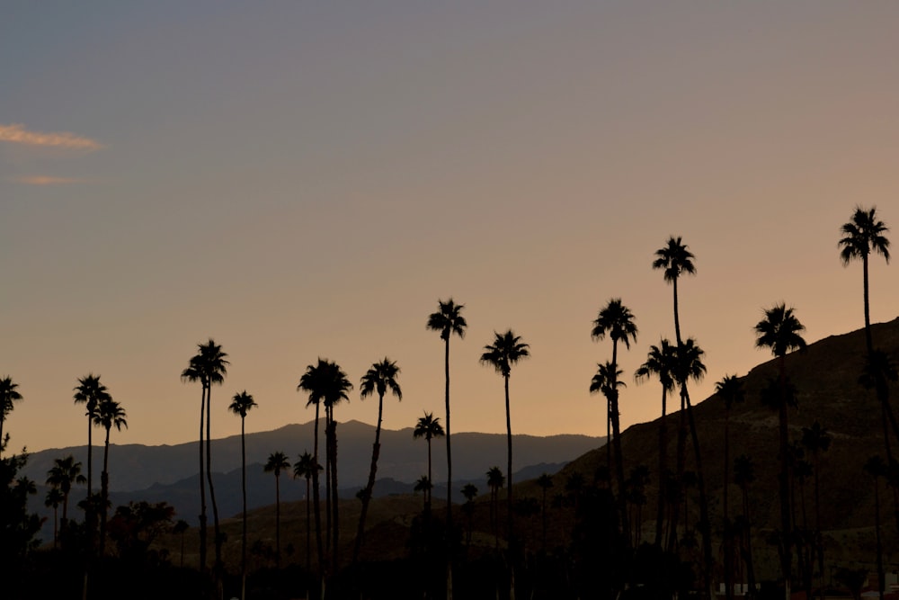 silhouette of palm trees during sunset