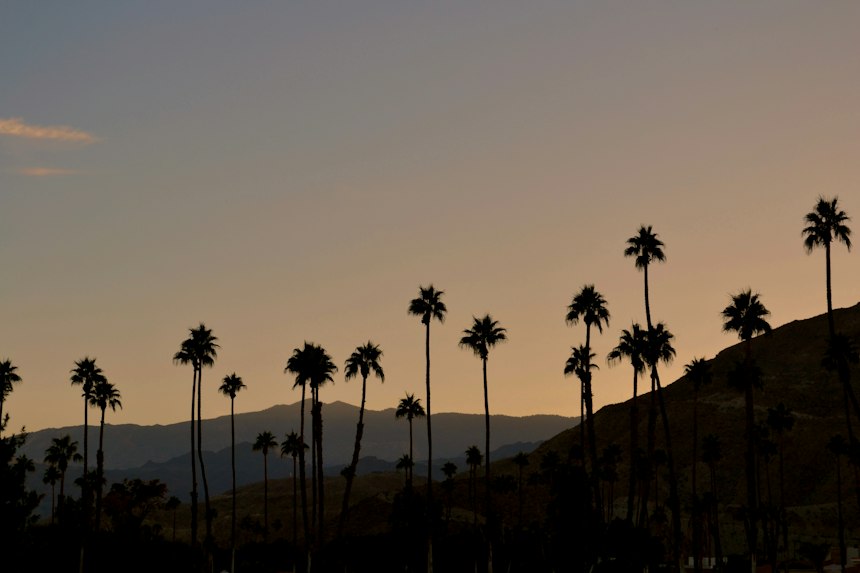 Silhouetted palm trees at sunset in the Palm Springs area, a familiar backdrop for the region's golf courses