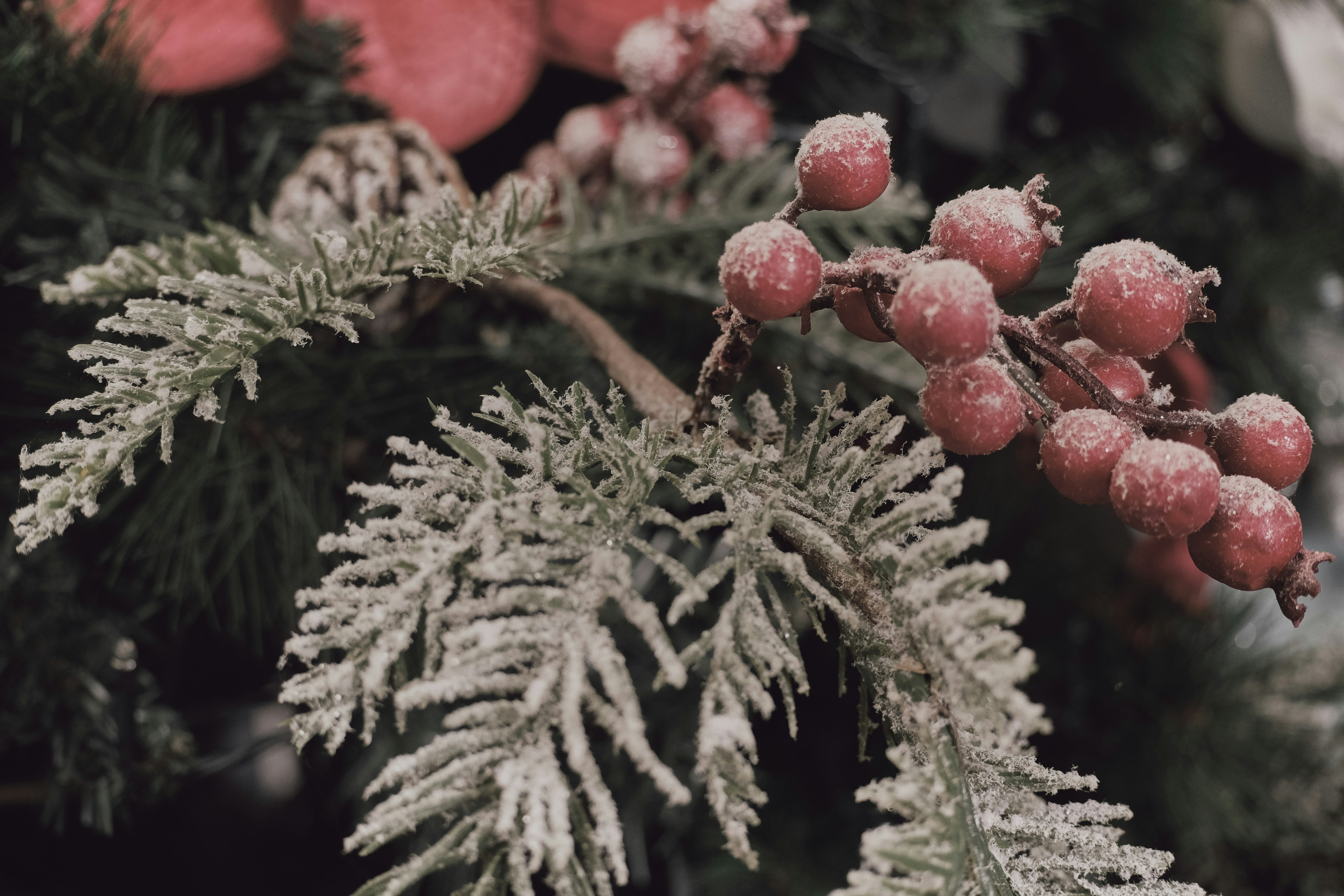 plante verte et brune avec des fruits rouges