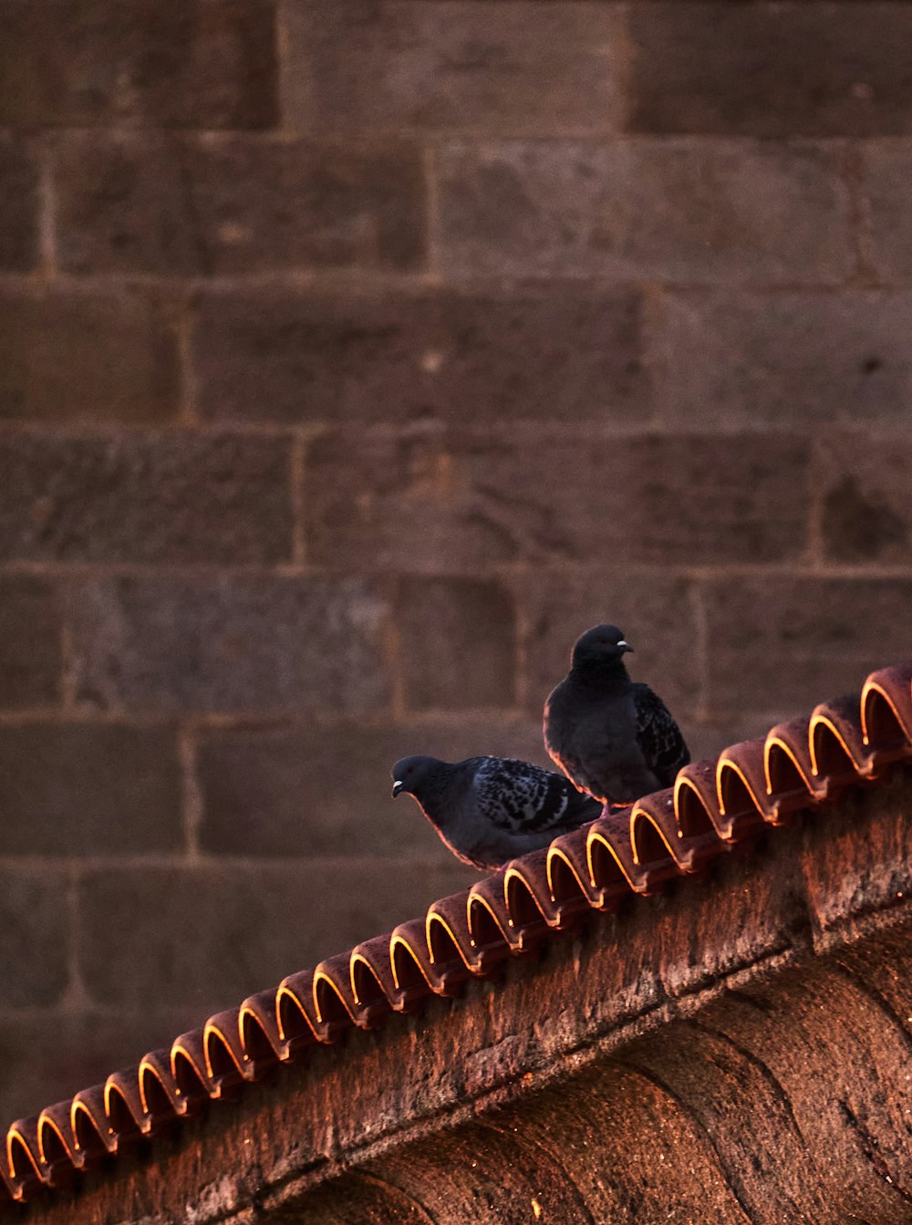 black bird on brown concrete wall during daytime