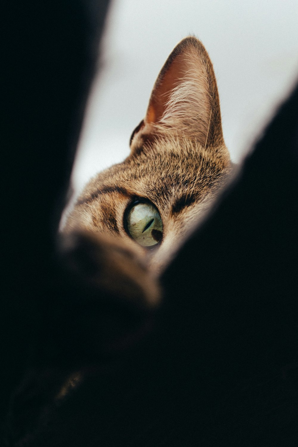 brown tabby cat in close up photography