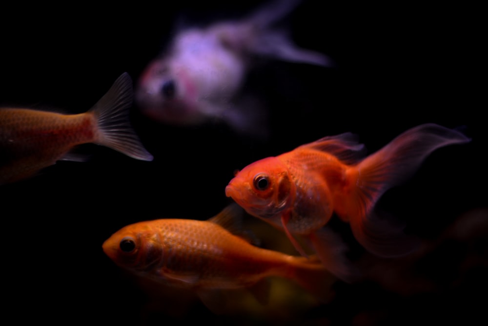 orange and white koi fish