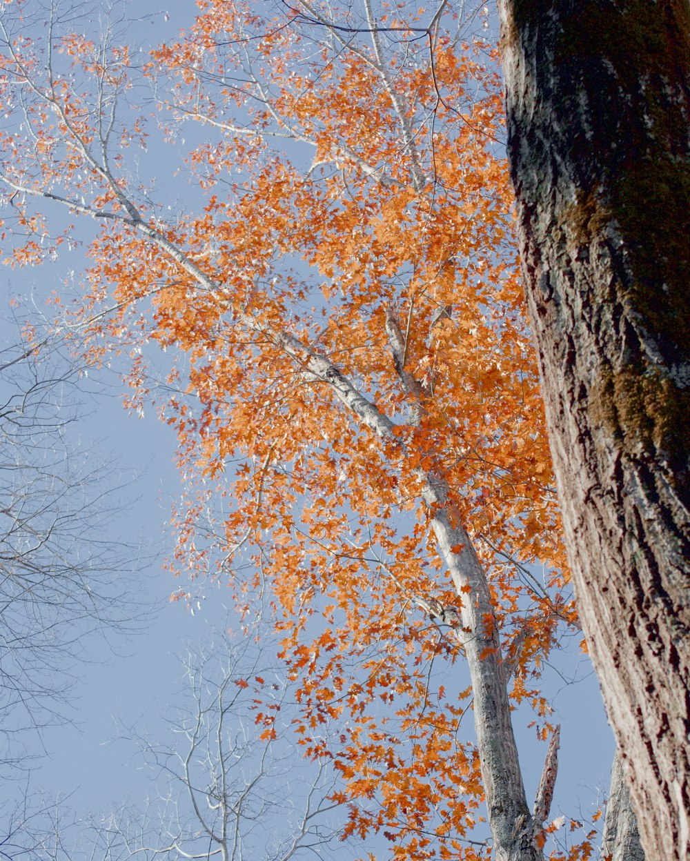 brown tree under blue sky during daytime