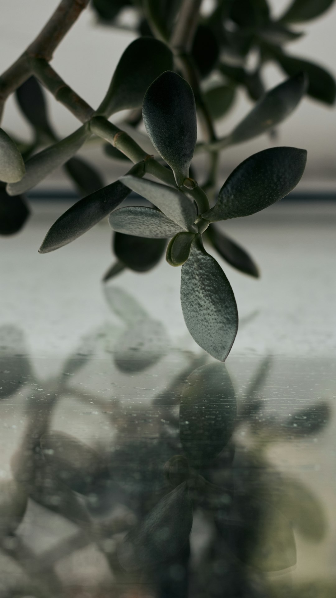 green plant on white table