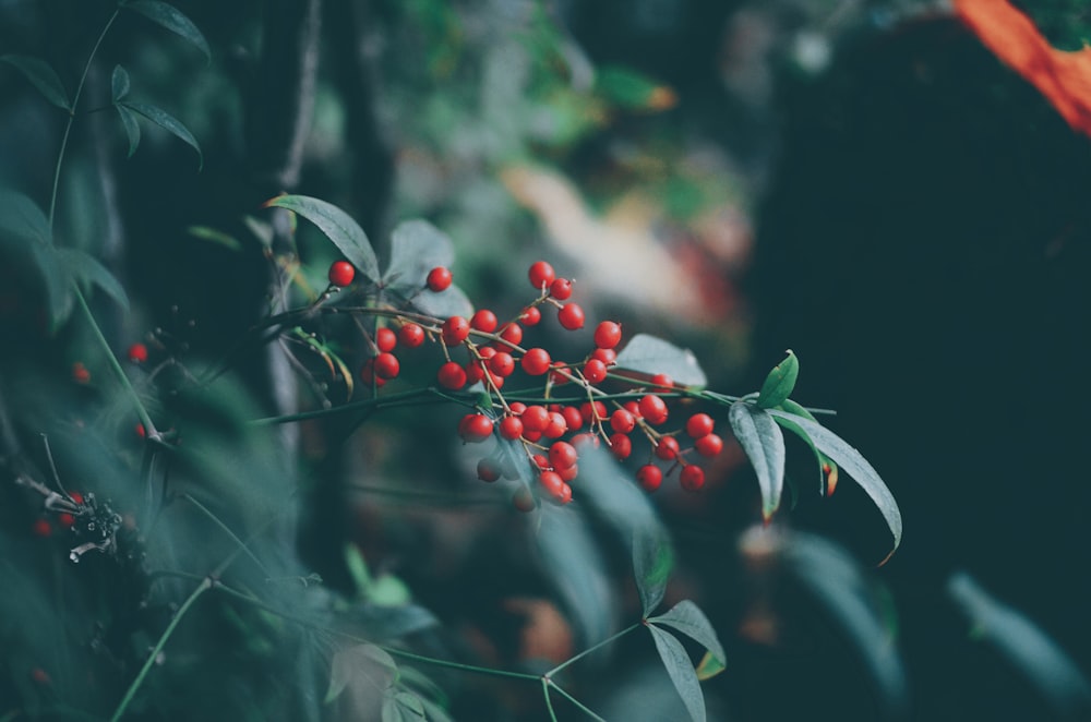 red round fruits on green tree during daytime