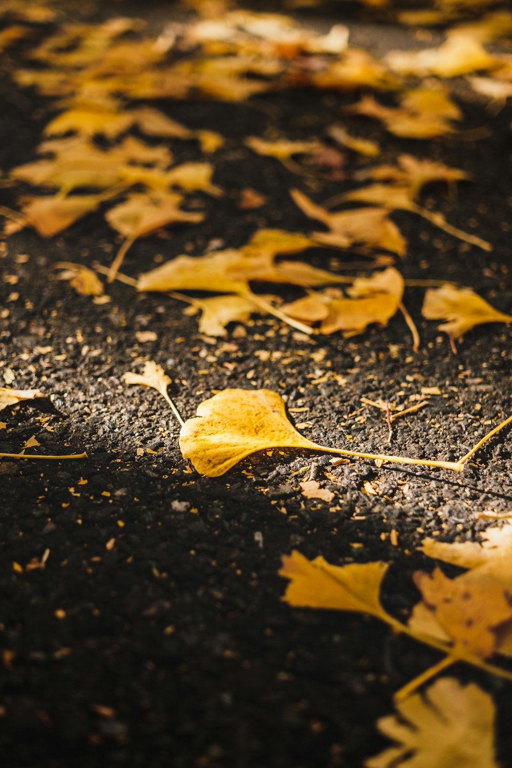 brown dried leaf on black surface