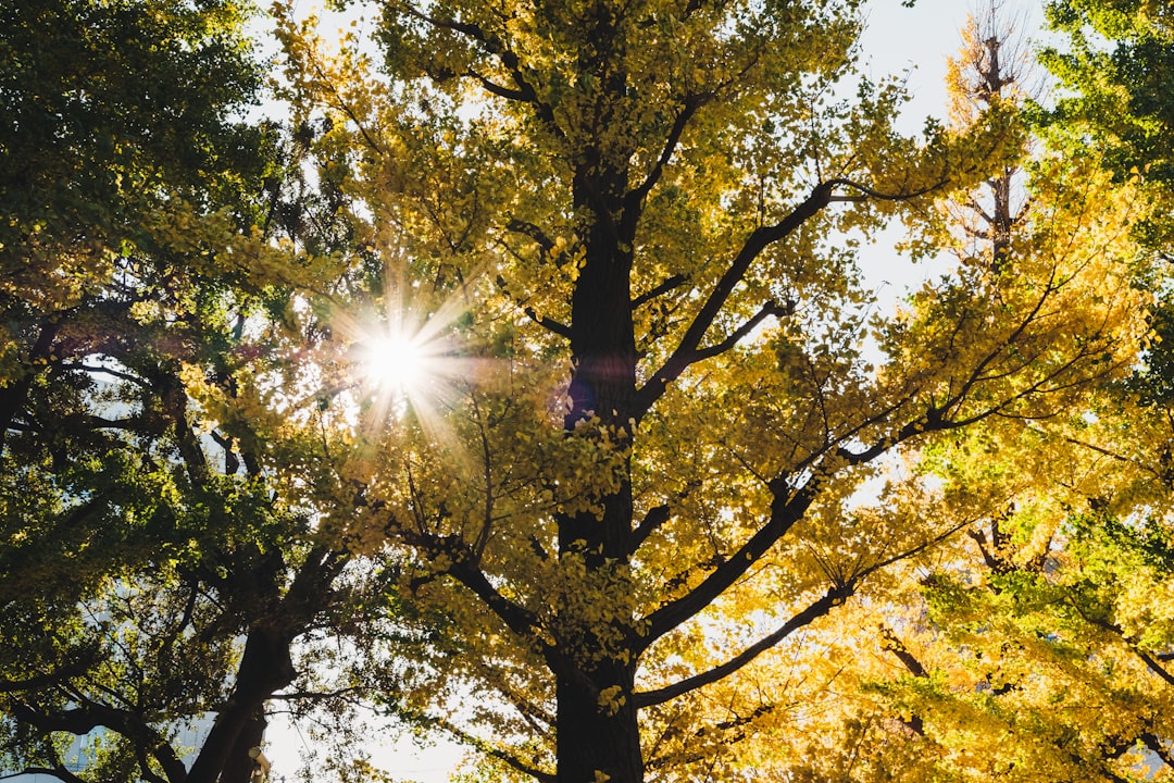 low angle photography of green trees during daytime