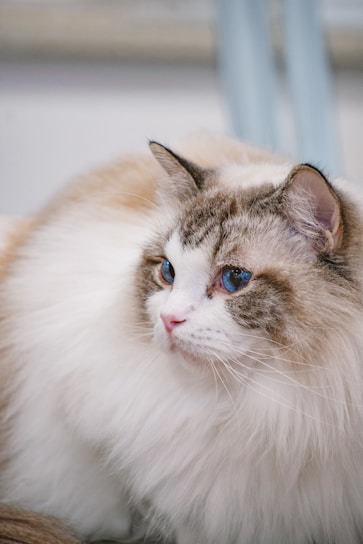 A fluffy cat with blue eyes and a white and brown coat is looking to the side. Its fur appears well-groomed and soft. The background is slightly blurred, highlighting the cat.