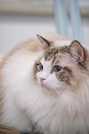 A fluffy cat with blue eyes and a white and brown coat is looking to the side. Its fur appears well-groomed and soft. The background is slightly blurred, highlighting the cat.