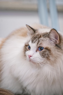 A fluffy cat with blue eyes and a white and brown coat is looking to the side. Its fur appears well-groomed and soft. The background is slightly blurred, highlighting the cat.