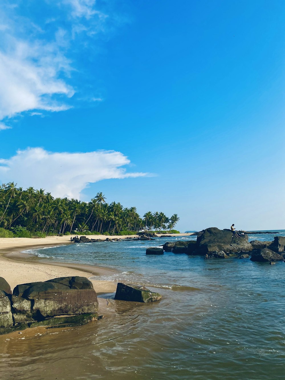 green trees on brown sand beach during daytime